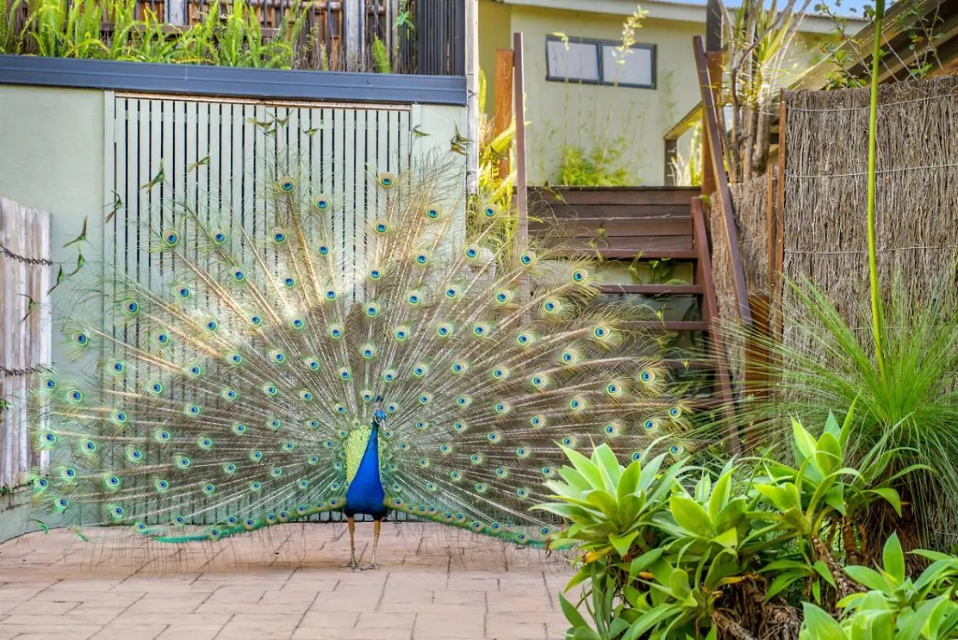 Cape Byron Retreat Byron Bay Villa Holiday home
